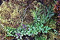 Narrow-leaved Bitter-cress (guest image)