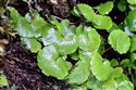 Alternate-leaved Golden-saxifrage (guest image)