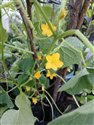 Cucumis sativus