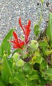 Canna indica