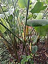 Calathea crotalifera
