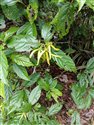 Cananga odorata