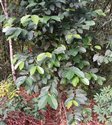 Coffea robusta
