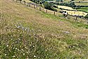 Harebell