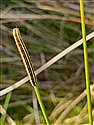 Broom Moth Caterpillar
