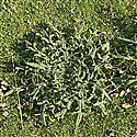 Marsh Thistle