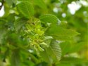 Carpinus betulus