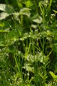 Cardamine flexuosa