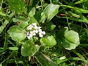 Cochlearia officinalis agg