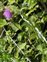 Taxonomic plant kingdom, Carduus crispus