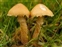 Taxonomic fungus kingdom, Cystoderma amianthinum