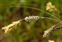 Calcareous grassland, Carex flacca