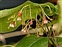 Panicle, Cotoneaster melanocarpus