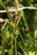 Poales, Carex caryophyllea