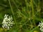 Gallery items, Conopodium majus
