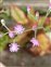 Cyanthillium, Cyanthillium cinereum