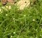 Inflorescence, Cyperus mindorensis