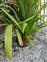 Cyrtostachys, Cyrtostachys renda