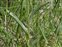 Leaf, Cephalanthera damasonium