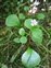 Plant, Claytonia sibirica