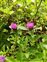 Flowering plants excl. Grasses, sedges and rushes., Centratherum punctatum