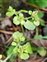 Seed, Chrysosplenium oppositifolium