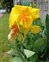 Canna, Canna x hybrida