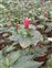Costus, Costus spiralis