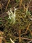 Cladoniaceae, Cladonia uncialis
