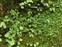 Plants that are alien to the British Isles, Chrysosplenium oppositifolium and Umbilicus rupestris