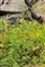 Crepis, Crepis vesicaria