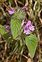 Perennial, Clinopodium vulgare