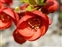 Flowering plants excl. Grasses, sedges and rushes., Chaenomeles japonica