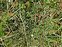 Fruit, Cotoneaster integrifolius