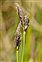 Gallery items, Carex montana