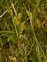 Carex, Carex pallescens