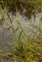 Taxonomic plant kingdom, Carex nigra