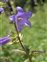 Inflorescence, Campanula trachelium