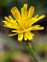 Plants thought to be introduced in the British Isles before 1500 AD., Crepis foetida