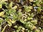 Flowering plants excl. Grasses, sedges and rushes., Cerastium semidecandrum