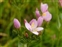 North Somerset, Centaurium erythraea