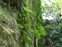Breconshire, Cymbalaria muralis