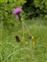Plants thought to be native to the British Isles, Cirsium dissectum