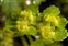 Wild-growing plants and fungi of the British Isles, Chrysosplenium oppositifolium