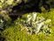 Wild-growing plants and fungi of the British Isles, Cladonia pyxidata