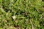 Eu-dicots, Cerastium pumilum