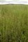 Habitat, Carex limosa