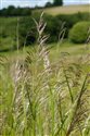 Deschampsia cespitosa