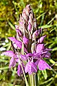 Northern Marsh-orchid (guest image)
