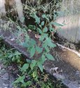 Desmodium tortuosum